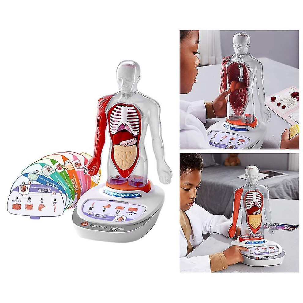 Plastic Human Torso Body Anatomy Model Realistic Learning Talking Children Kids