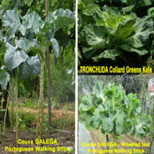 400 seeds Couve Galega Portuguese Walking stick cabbage kale tree