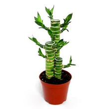 1 Bag Dracaena Sanderiana Seeds High Survival Rate Easy Growing Small Prolific Bonsai Seedlings for Garden