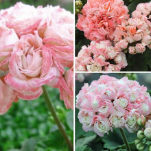 20Pcs Geranium Pelargonium Flower Seeds Potted Balcony Home Garden Decor Plant