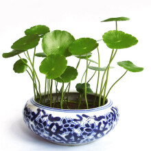 100Pcs Hydrocotyle Verticillata Seeds Planting Home Bonsai Garden Decor Beauty