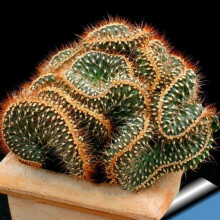 1 Bag Cactus Seeds Productive Small High Yield Prolific Cactus Seeds For Garden