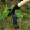 1pc Weeder, The Ultimate Stand Up Weed Puller Tool, No Bending, Pulling, Or Kneeling 2