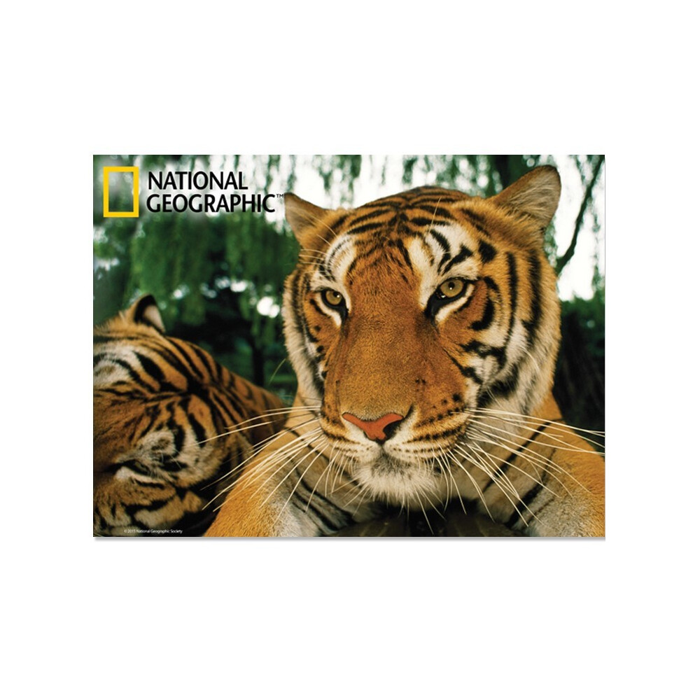 National Geographic Tigers Prime 3D Postcard