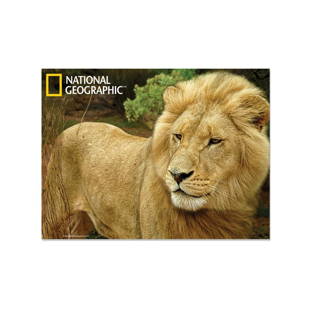 National Geographic African Lion Prime 3D Postcard