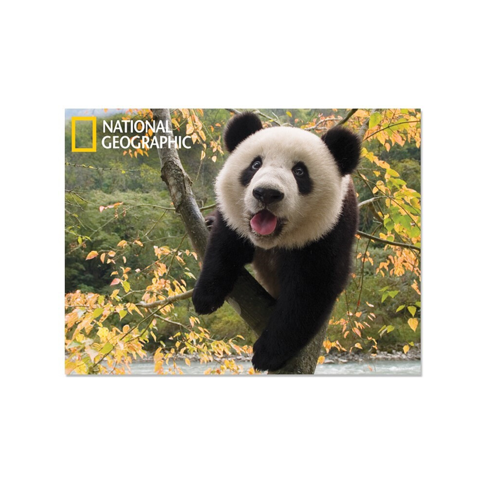 National Geographic Giant Panda Prime 3D Postcard