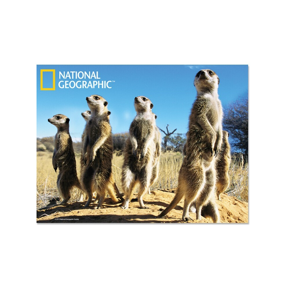 National Geographic Meerkats Prime 3D Postcard