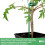 Elixir Garden Supplies (37cm, 10) Single Stem Plant Supports 4