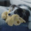 JML JML Huggie Pup 1