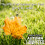 Pro-Kleen Autumn Lawn Feed - NPK 9-4-10 + 4MGO 5