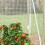 Outsunny Outsunny 3 x 2 x 2m Polytunnel Greenhouse with Door, Galvanised Steel Frame 8