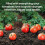 Tomato Grow Bag Planter Peat Free Enriched Compost 5