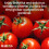 Tomato Grow Bag Planter Peat Free Enriched Compost 6