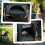 PawHut PawHut Pet Stroller Dog Foldable Travel Carriage with Reversible Handle, Grey 6