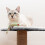 Cat tree 71cm gray Purlov 21712 12
