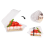 100Pcs Transparent Triangle Cake Slice Boxes with Buckle Lids – Clamshell Dessert Boxes for Cakes, Cheesecakes, Snacks 4