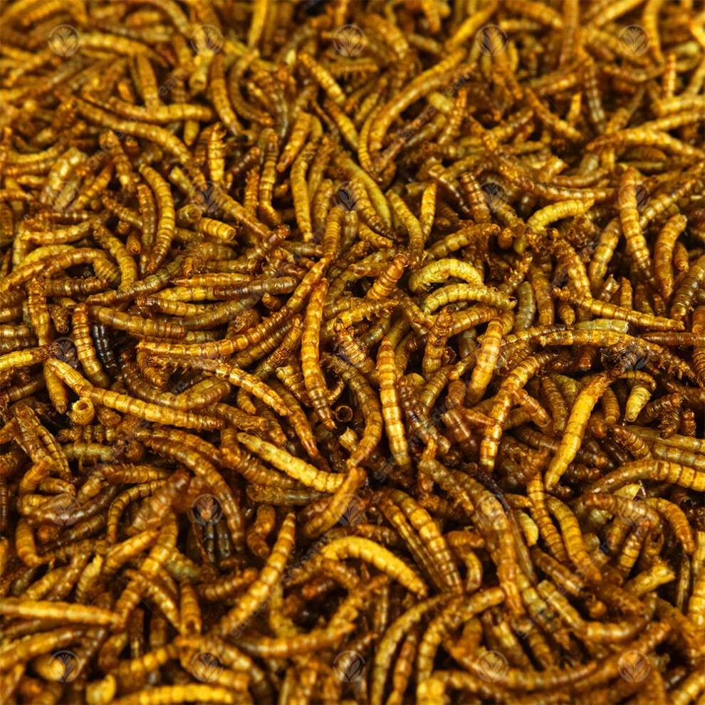 GardenersDream Dried Mealworms (100g)