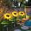 2 Pack Sunflower Solar lights,Solar Lights Outdoor Garden 7