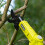 Ryobi Ryobi ONE+ Κλαδευτήρι πασσάλων 18V RY18PLA-0 (Μόνο εργαλείο) 2