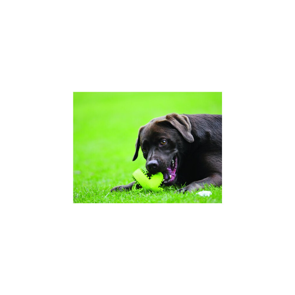 Happy Pet Grubber dog toy in rugby ball shape jumping back for fetching and retrieving. on OnBuy