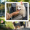 PawHut PawHut 3 Wheel Pet Stroller, for Medium Small Dogs, Foldable Cat Pram - Grey 7