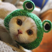 (M, Style 2) Autumn Winter Cat Hat Cute Cartoon Puppy Pet Cap Refined Elastic Kittens Knitted Hat Shoot Props Cat Accessories