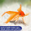 Aquarian Aquarian Goldfish Food Flakes, 50g 4