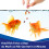 Aquarian Aquarian Goldfish Food Flakes, 50g 5