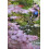 Hozelock Hozelock 1755 0000 Blanketweed Algae Brush 3
