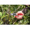 Felco FELCO Model 8 Secateurs (Large) 3