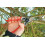 Felco FELCO Model 6 Secateurs (Medium) 5