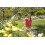 Hozelock HOZELOCK - Watering Lance Spray Plus 90 : Ideal For Watering Plants at Different Heights, 90cm Long Wand, Adjustable Multi-jet Head, Locking Function 3