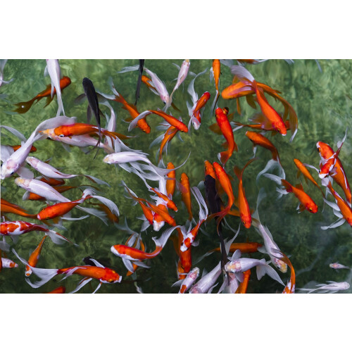 PETTEX Pettex Premium Orange Koi Sticks 5 kg 2