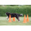 Trixie Trixie Dog Agility Obstacles, set 3 pcs.,orange, yellow 3