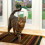 SureFlap Microchip Cat Flap - White 3