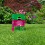 Miracle-Gro EverGreen Multi-purpose Grass Seed 420 g - 14 m2 4