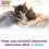Calming Pheromone Diffuser Starter Kit, for a Calm Single or Multi-Cat Home, Reduces Stress, Spraying, Scratching & Other Problematic Behaviours, 1 12