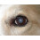 Castor Oil Eye Drops - Pharmaceutical Grade 4
