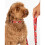 Minnie Mouse (S, Red/White/Black) Minnie Mouse Dog Collar Set 5