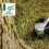Bosch Bosch Cordless Grass Trimmer AdvancedGrassCut 36V-33 Without Battery 4