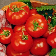 Tomato ALICANTIE