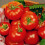 Tomato ALICANTIE 1