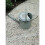 (9l, Silver) Ambassador Galvanised Watering Can 4