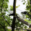 Extendable Telescopic Garden Lopper Tree High Branch Pruner Cutter Saw 4