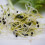 Alfalfa Sprouting Seeds 2