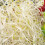 Alfalfa Sprouting Seeds 1