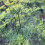 DILL.  anethum graveolens 1
