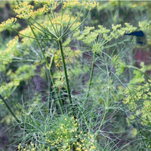 DILL.  anethum graveolens