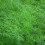 DILL.  anethum graveolens 2