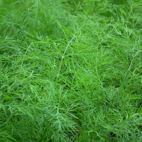 DILL.  anethum graveolens 1
